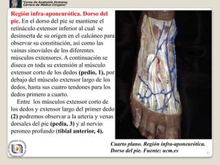 “Curso de Anatomía Humana:
     Carrera de Médico Cirujano”


Región infra-aponeurótica. Dorso del
pie. En el dorso del pie se mantiene el
retináculo extensor inferior al cual se
desinserta de su origen en el calcáneo para
observar su constitución, así como las
vainas sinoviales de los diferentes
músculos extensores. A continuación se
diseca en toda su extensión al músculo
extensor corto de los dedos (pedio, 1), por
debajo del músculo extensor largo de los
dedos, hasta sus cuatro tendones para los
dedos primero a cuarto.
   Entre los músculos extensor corto de
los dedos y extensor largo del primer dedo
(2) podremos observar a la arteria y venas
dorsales del pie (pedia, 3) y al nervio
peroneo profundo (tibial anterior, 4).

                                         Cuarto plano. Región infra-aponeurótica.
                                         Dorso del pie. Fuente: ucm.es            27
 