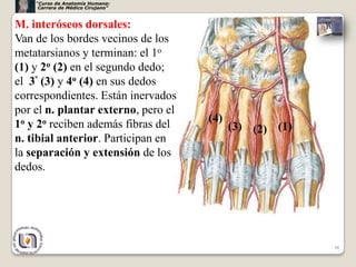 “Curso de Anatomía Humana:
     Carrera de Médico Cirujano”



M. interóseos dorsales:
Van de los bordes vecinos de los
metatarsianos y terminan: el 1o
(1) y 2o (2) en el segundo dedo;
el 3º (3) y 4o (4) en sus dedos
correspondientes. Están inervados
por el n. plantar externo, pero el
1o y 2o reciben además fibras del    (4)
                                           (3) (2) (1)
n. tibial anterior. Participan en
la separación y extensión de los
dedos.




                                                         30
 