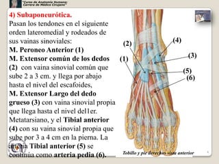 “Curso de Anatomía Humana:
      Carrera de Médico Cirujano”



4) Subaponeurótica.
Pasan los tendones en el siguiente
orden lateromedial y rodeados de
sus vainas sinoviales:               (2)                       (4)
M. Peroneo Anterior (1)
M. Extensor común de los dedos (1)                                     (3)
(2) con vaina sinovial común que                                    (5)
sube 2 a 3 cm. y llega por abajo                                      (6)
hasta el nivel del escafoides,
M. Extensor Largo del dedo
grueso (3) con vaina sinovial propia
que llega hasta el nivel del1er.
Metatarsiano, y el Tibial anterior
(4) con su vaina sinovial propia que
sube por 3 a 4 cm en la pierna. La
arteria Tibial anterior (5) se
                                     Tobillo y pie derechos vista anterior   8
continúa como arteria pedia (6).
 