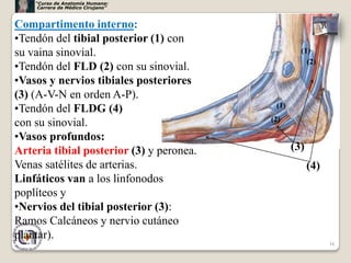 “Curso de Anatomía Humana:
     Carrera de Médico Cirujano”



Compartimento interno:
•Tendón del tibial posterior (1) con
su vaina sinovial.                                 (1)
                                                     (2)
•Tendón del FLD (2) con su sinovial.
•Vasos y nervios tibiales posteriores
(3) (A-V-N en orden A-P).
•Tendón del FLDG (4)                       (1)
                                          (2)
con su sinovial.
•Vasos profundos:
Arteria tibial posterior (3) y peronea.          (3)
Venas satélites de arterias.                           (4)
Linfáticos van a los linfonodos
poplíteos y
•Nervios del tibial posterior (3):
Ramos Calcáneos y nervio cutáneo
plantar).
                                                             16
 