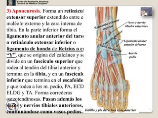 “Curso de Anatomía Humana:
      Carrera de Médico Cirujano”



3) Aponeurosis. Forma un retináculo
extensor superior exte...