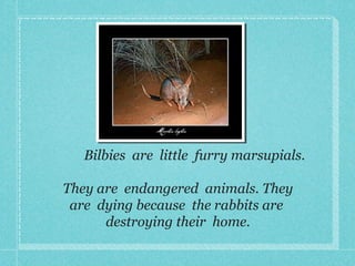 Bilbies are little furry marsupials.
They are endangered animals. They
are dying because the rabbits are
destroying their home.
 