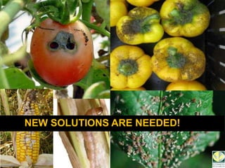 Toby Insect Toby bruce applications of understanding insect chemical ecology -2017 ...