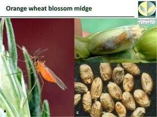 Toby Insect Toby bruce applications of understanding insect chemical ecology -2017 ...
