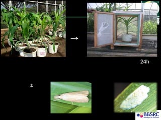 Toby Insect Toby bruce applications of understanding insect chemical ecology -2017 ...