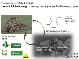 Toby Insect Toby bruce applications of understanding insect chemical ecology -2017 ...