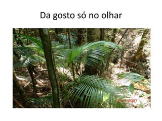 Da gosto só no olhar
 