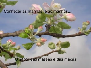 Conhecer as manhas  e as manhãs... O sabor das massas e das maçãs 