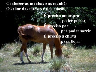 Conhecer as manhas e as manhãs O sabor das massas e das maçãs É preciso amor pra poder pulsar É preciso paz pra poder sorrir É preciso a chuva  para florir 