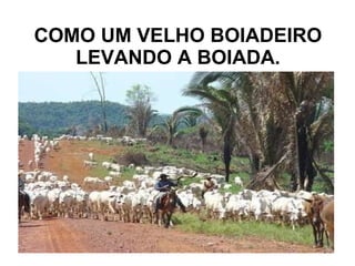 COMO UM VELHO BOIADEIRO LEVANDO A BOIADA. 