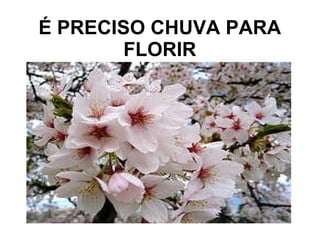 É PRECISO CHUVA PARA FLORIR 