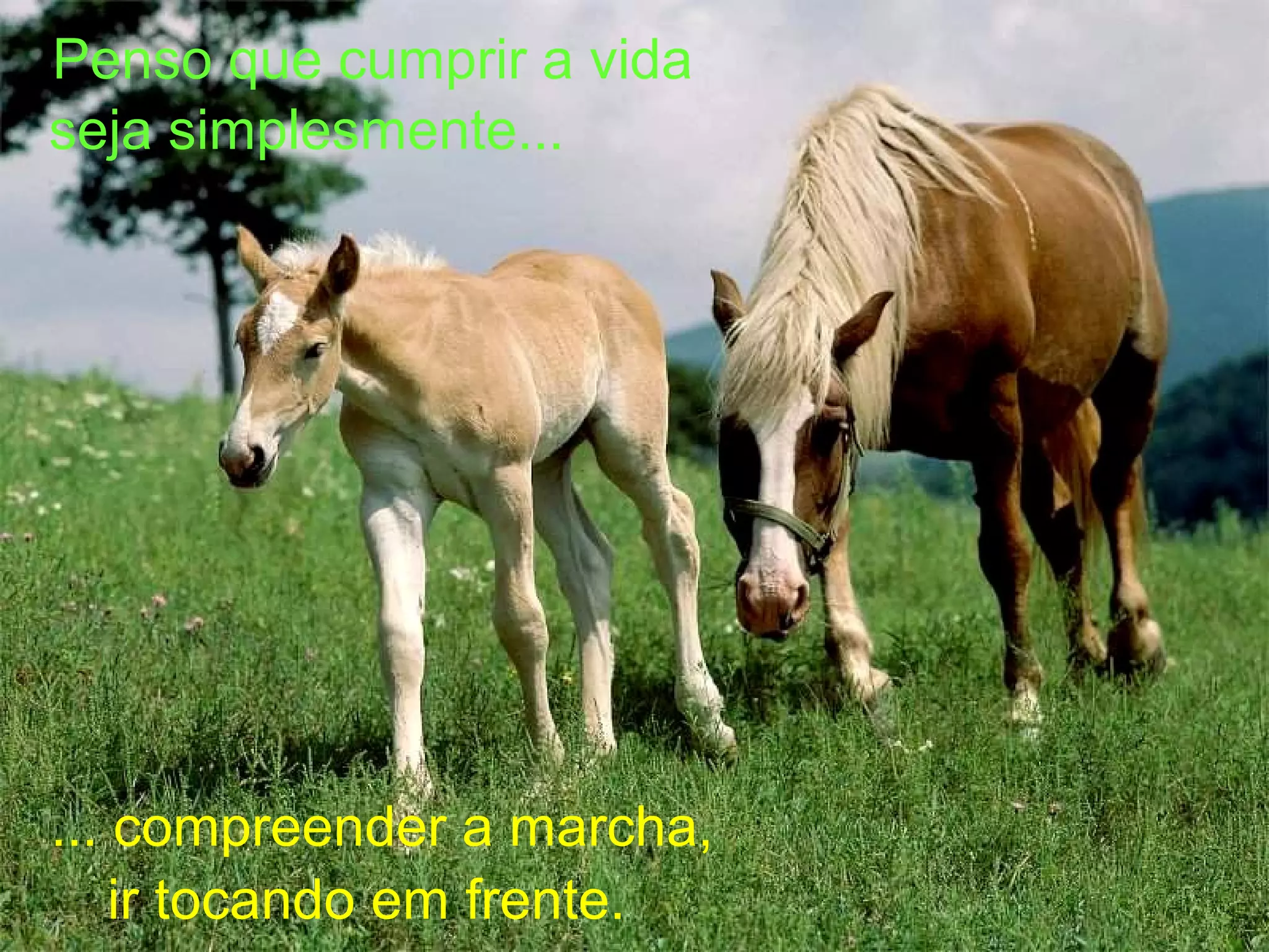 Penso que cumprir a vida
seja simplesmente...




... compreender a marcha,
    ir tocando em frente.
 