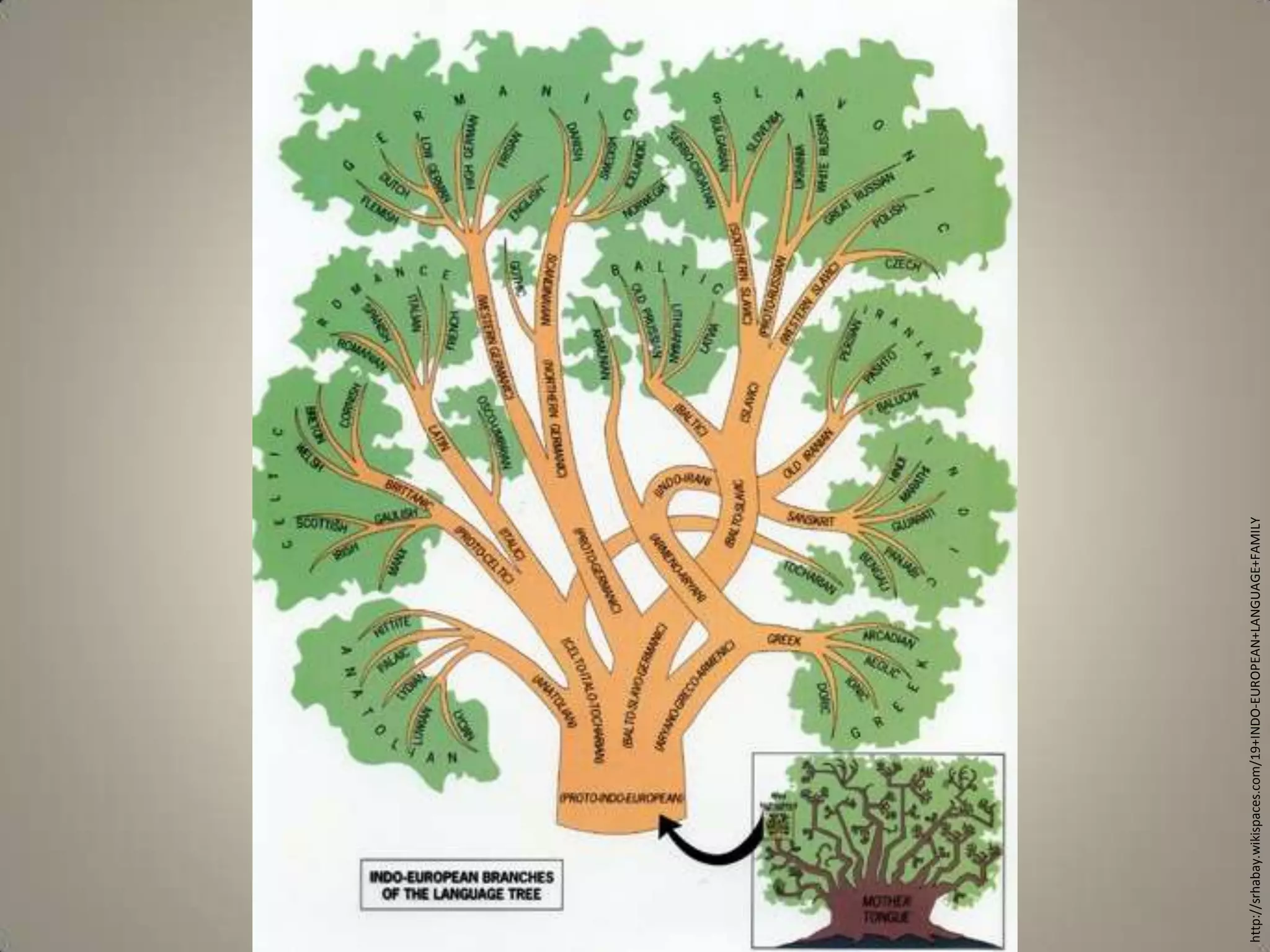 http://srhabay.wikispaces.com/19+INDO-EUROPEAN+LANGUAGE+FAMILY
 