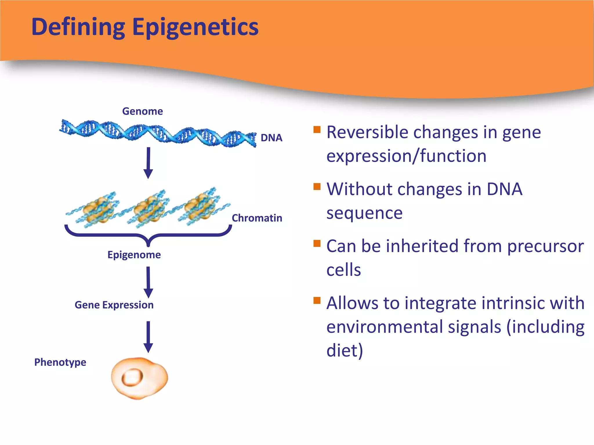 Defining Epigenetics

              Genome

                             DNA     Reversible changes in gene
                                     expression/function
                                     Without changes in DNA
                        Chromatin    sequence
            Epigenome
                                     Can be inherited from precursor
                                     cells
      Gene Expression                Allows to integrate intrinsic with
                                     environmental signals (including
Phenotype
                                     diet)
 
