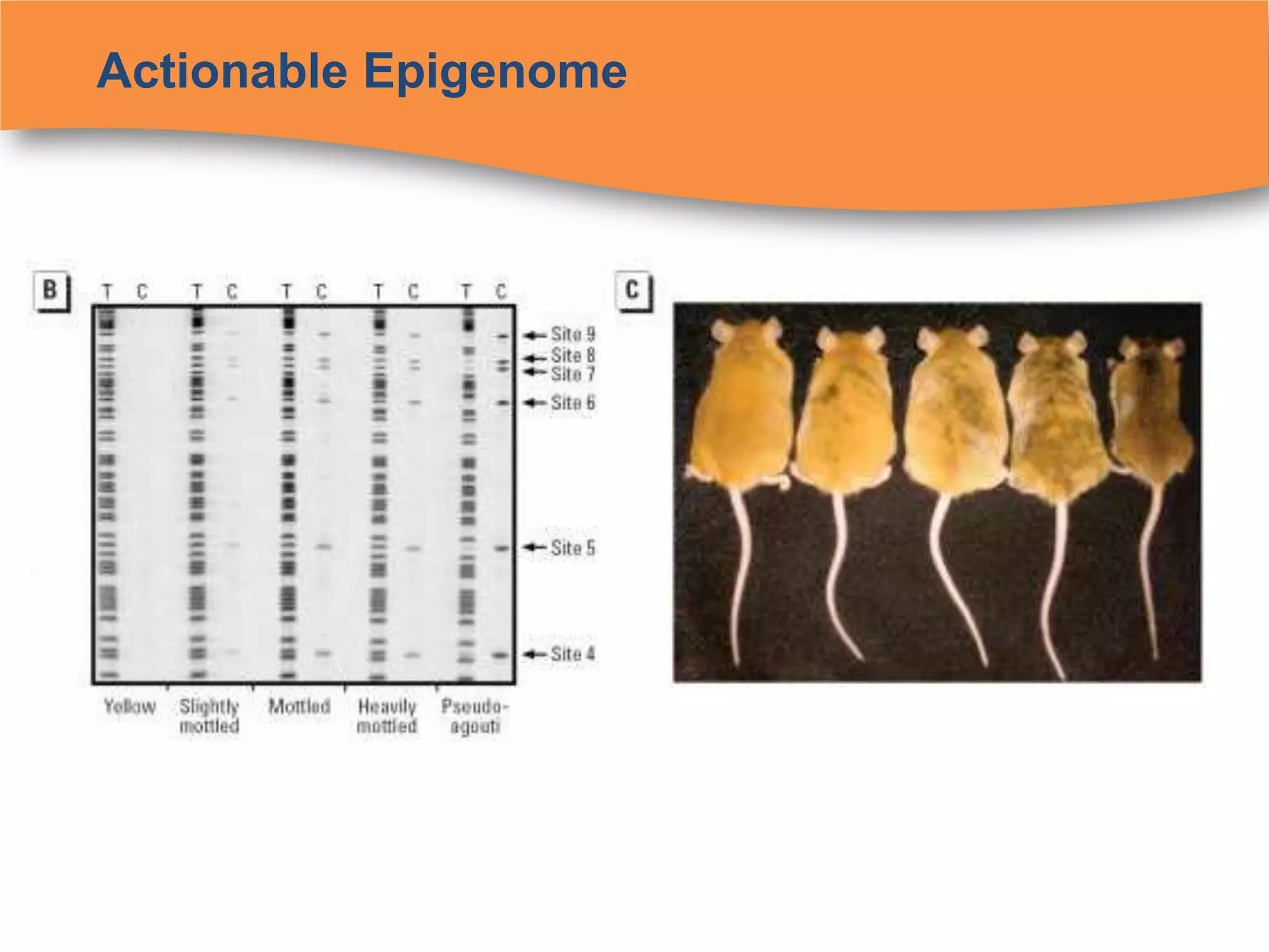 Actionable Epigenome
 