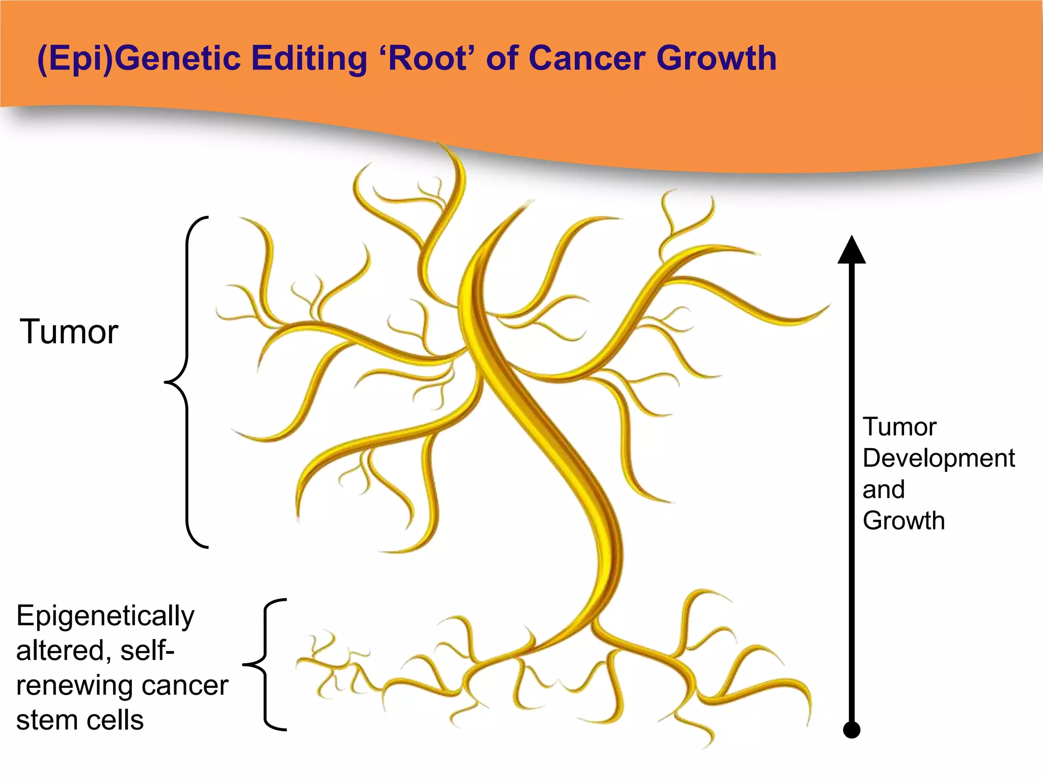 (Epi)Genetic Editing ‘Root’ of Cancer Growth




Tumor

                                                Tumor
                                                Development
                                                and
                                                Growth


Epigenetically
altered, self-
renewing cancer
stem cells
 