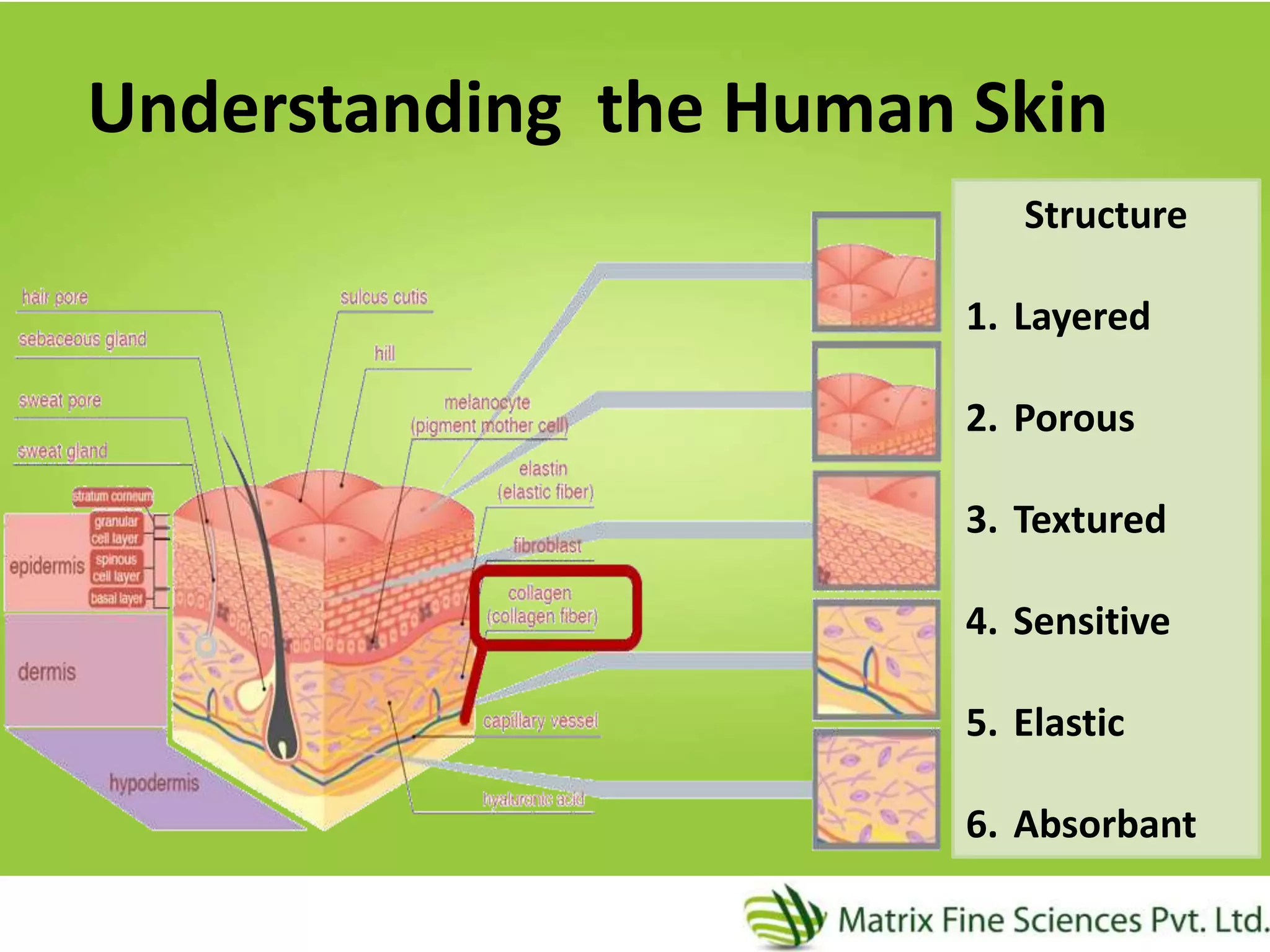 3
Understanding the Human Skin
Structure
1. Layered
2. Porous
3. Textured
4. Sensitive
5. Elastic
6. Absorbant
 