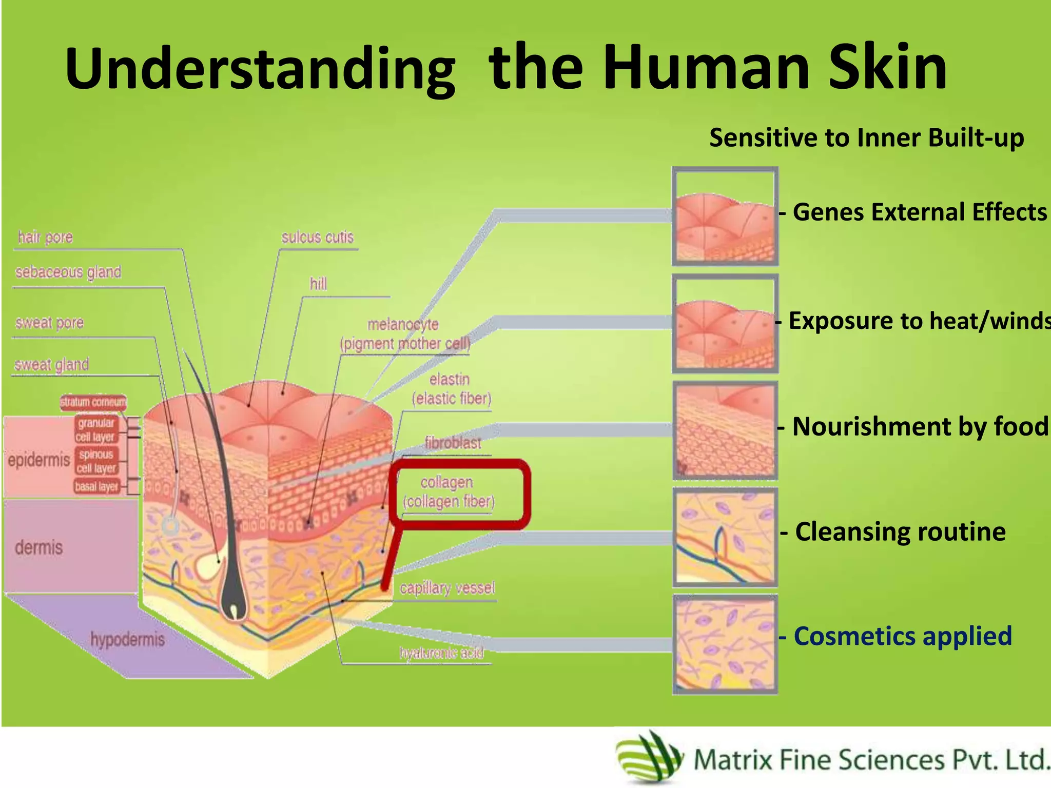 4
Understanding the Human Skin
- Genes External Effects
- Exposure to heat/winds
- Nourishment by food
- Cleansing routine
- Cosmetics applied
Sensitive to Inner Built-up
 