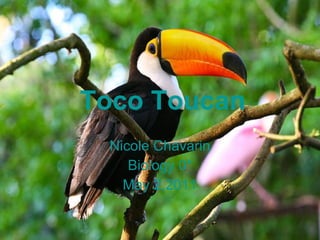Toco Toucan Nicole Chavarin Biology 0* May 2,2011 