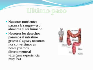  Nuestros nutrientes
pasan a la sangre y eso
alimenta al ser humano
 Nosotros los desechos
pasamos al intestino
grueso el agua y nosotros
nos convertimos en
heces y vamos
directamente al
váter(una experiencia
muy fea)
 