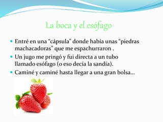 La boca y el esófago
 Entré en una “cápsula” donde había unas “piedras
machacadoras” que me espachurraron .
 Un jugo me pringó y fui directa a un tubo
llamado esófago (o eso decía la sandía).
 Caminé y caminé hasta llegar a una gran bolsa…
 