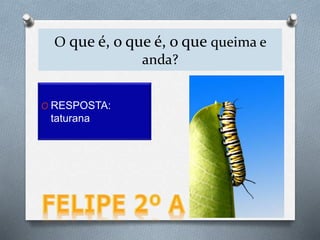 O que é, o que é, o que queima e
anda?
O RESPOSTA:
taturana
 