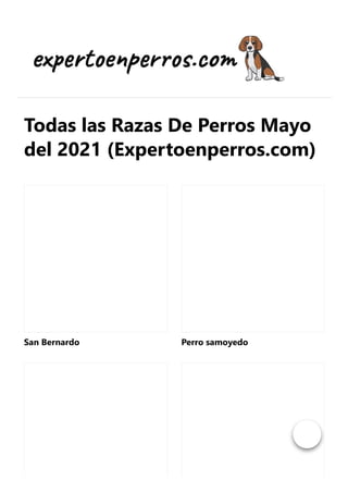 Todas las Razas De Perros Mayo
del 2021 (Expertoenperros.com)
San Bernardo Perro samoyedo
 