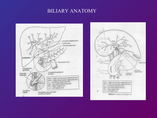   BILIARY ANATOMY  