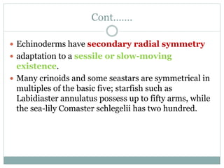 Cont.……
 Echinoderms have secondary radial symmetry
 adaptation to a sessile or slow-moving
existence.
 Many crinoids and some seastars are symmetrical in
multiples of the basic five; starfish such as
Labidiaster annulatus possess up to fifty arms, while
the sea-lily Comaster schlegelii has two hundred.
 