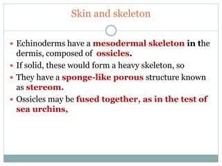 Skin and skeleton
 Echinoderms have a mesodermal skeleton in the
dermis, composed of ossicles.
 If solid, these would form a heavy skeleton, so
 They have a sponge-like porous structure known
as stereom.
 Ossicles may be fused together, as in the test of
sea urchins,
 