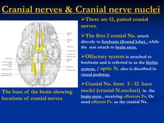 Cranial nerves & Cranial nerve nuclei
:
The base of the brain showing
locations of cranial nerves
There are 12, paired cranial
nerves.
The first 2 cranial Ns. attach
directly to forebrain (frontal lobe) , while
the rest attach to brain stem.
Olfactory system is attached to
forebrain and is referred to as the limbic
system, / optic N. also is discribed in
visual pathway.
Cranial Ns. from 3 - 12 have
nuclei (cranial N.nucluei) in the
brain stem , receiving afferents Fs. Or
send efferent Fs. as the cranial Ns.
 