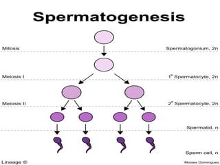 semen analysis PPTX