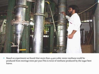  Based on experiment we found that more than 4,400 cubic meter methane could be
produced from moringo trees per year.This is twice of methane produced by the sugar beet
leaves.
 