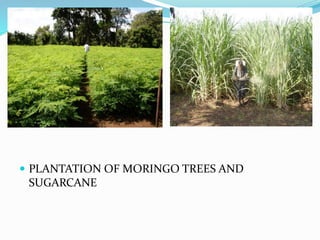  PLANTATION OF MORINGO TREES AND
SUGARCANE
 