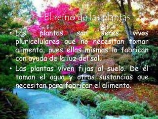 El reino de las plantas
• Las     plantas    son      seres    vivos
  pluricelulares que no necesitan tomar
  alimento, pues ellas mismas lo fabrican
  con ayuda de la luz del sol.
• Las plantas viven fijas al suelo. De él
  toman el agua y otras sustancias que
  necesitan para fabricar el alimento.
 