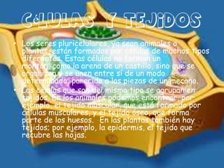 Células y tejidos
• Los seres pluricelulares, ya sean animales o
  plantas, están formados por células de muchos tipos
  diferentes. Estas células no forman un
  montón, como la arena de un castillo, sino que se
  organizan y se unen entre sí de un modo
  determinado, parecido a las piezas de un mecano.
• Las células que son del mismo tipo se agrupan en
  tejidos. En los animales podemos encontrar, por
  ejemplo, el tejido muscular, que está formado por
  células musculares, y el tejido óseo, que forma
  parte de los huesos. En las plantas también hay
  tejidos; por ejemplo, la epidermis, el tejido que
  recubre las hojas.
 