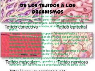 De los tejidos a los
              organismos
• Los tejidos no se unen unos con otros de cualquier manera. La
  unión de diversos tejidos, para trabajar conjuntamente en una
  función, da origen a un órgano. Son ejemplos de órganos el
  corazón los pulmones, un hueso, un músculo o la hoja de una
  planta.
• A su vez, los órganos se agrupan y forman sistemas y
  aparatos. Se trata de grupos de órganos que participan en la
  misma función, como el sistema muscular, que interviene en el
  movimiento, o el aparato digestivo, que se encarga de
  descomponer los alimentos.
• Por último, la unión de todos los aparatos y sistemas da lugar
  a un organismo, es decir, un ser vivo completo.
• Por tanto, en un ser vivo pluricelular podemos distinguir
  células, tejidos, órganos, aparatos y sistemas, y el ser vivo
  completo. Son los niveles de organización de los seres vivos.
 