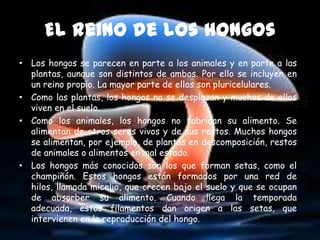 El reino de los hongos
• Los hongos se parecen en parte a los animales y en parte a las
  plantas, aunque son distintos de ambos. Por ello se incluyen en
  un reino propio. La mayor parte de ellos son pluricelulares.
• Como las plantas, los hongos no se desplazan y muchos de ellos
  viven en el suelo.
• Como los animales, los hongos no fabrican su alimento. Se
  alimentan de otros seres vivos y de sus restos. Muchos hongos
  se alimentan, por ejemplo, de plantas en descomposición, restos
  de animales o alimentos en mal estado.
• Los hongos más conocidos son los que forman setas, como el
  champiñón. Estos hongos están formados por una red de
  hilos, llamada micelio, que crecen bajo el suelo y que se ocupan
  de absorber su alimento. Cuando llega la temporada
  adecuada, estos filamentos dan origen a las setas, que
  intervienen en la reproducción del hongo.
 