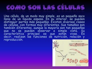 Una célula, de un modo muy simple, es un pequeño saco
lleno de un líquido espeso. En su interior, se pueden
distinguir partes más pequeñas. Existen diversas clases
de células, con formas muy diferentes. Sus tamaños son
también diferentes, aunque la mayoría son tan pequeñas
que no se pueden observar a simple vista. Su
característica principal es que están vivas. Es
decir, realizan las funciones de nutrición, relación y
reproducción.
 
