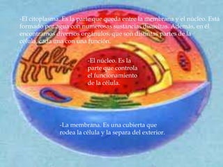 -El citoplasma. Es la parte que queda entre la membrana y el núcleo. Está
formado por agua con numerosas sustancias disueltas. Además, en él
encontramos diversos orgánulos, que son distintas partes de la
célula, cada una con una función.


                        -El núcleo. Es la
                        parte que controla
                        el funcionamiento
                        de la célula.




              -La membrana. Es una cubierta que
              rodea la célula y la separa del exterior.
 