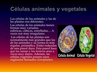    Las células de los animales y las de
    las plantas son diferentes.
   Las células de los animales tienen
    formas muy variadas:
    esféricas, cúbicas, estrelladas… A
    veces son muy irregulares.
    Las células de las plantas son
    normalmente más grandes que las
    de los animales y su forma es más
    regular, prismática. Están rodeadas
    de una pared dura. Esta pared hace
    que las ramas y los troncos sean a
    veces muy duros. Además, las
    células vegetales poseen unos
    orgánulos llamados cloroplastos.
 