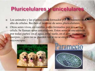    Los animales y las plantas están formados por un número muy
    alto de células. Reciben el nombre de seres pluricelulares.
   Otros seres vivos, en cambio, están formados por una sola
    célula. Se llaman seres unicelulares. Estos seres se encuentran
    por todas partes: en el agua, en el suelo, en el aire, en nuestros
    cuerpos…, pero no se pueden ver si no se emplea un
    microscopio.
 