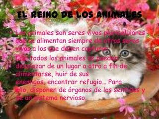 El reino de los animales
• Los animales son seres vivos pluricelulares
  que se alimentan siempre de otros seres
  vivos a los que deben capturar.
• Casi todos los animales se pueden
  desplazar de un lugar a otro a fin de
  alimentarse, huir de sus
  enemigos, encontrar refugio… Para
  ello, disponen de órganos de los sentidos y
  de un sistema nervioso.
 
