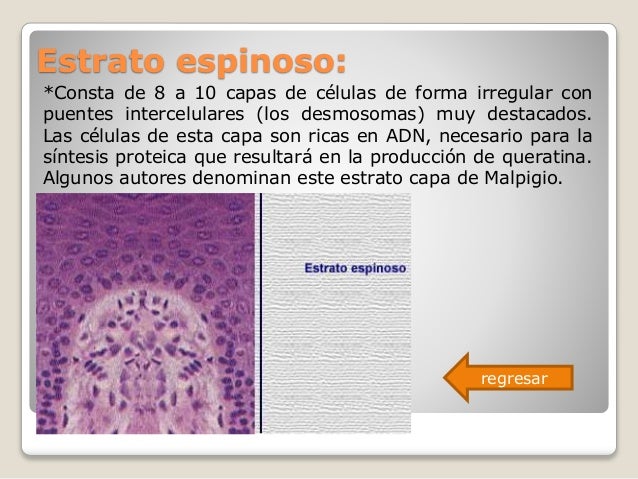 ESTRATO ESPINOSO DOWNLOAD ESTRATO ESPINOSO DOWNLOAD