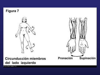 Todo de generalidades de anatomia