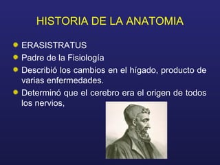 HISTORIA DE LA ANATOMIA
ERASISTRATUS
Padre de la Fisiología
Describió los cambios en el hígado, producto de
varias enfermedades.
Determinó que el cerebro era el origen de todos
los nervios,
 