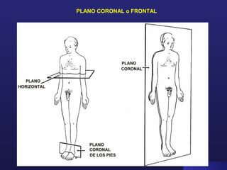 PLANO CORONAL o FRONTAL
 