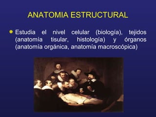 ANATOMIA ESTRUCTURAL
Estudia el nivel celular (biología), tejidos
(anatomía tisular, histología) y órganos
(anatomía orgánica, anatomía macroscópica)
 