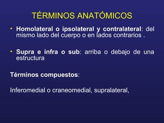 TÉRMINOS ANATÓMICOS
• Homolateral o ipsolateral y contralateral: del
mismo lado del cuerpo o en lados contrarios .
• Supra e infra o sub: arriba o debajo de una
estructura
Términos compuestos:
Inferomedial o craneomedial, supralateral,
 