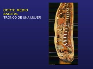 CORTE MEDIO
SAGITAL
TRONCO DE UNA MUJER
 